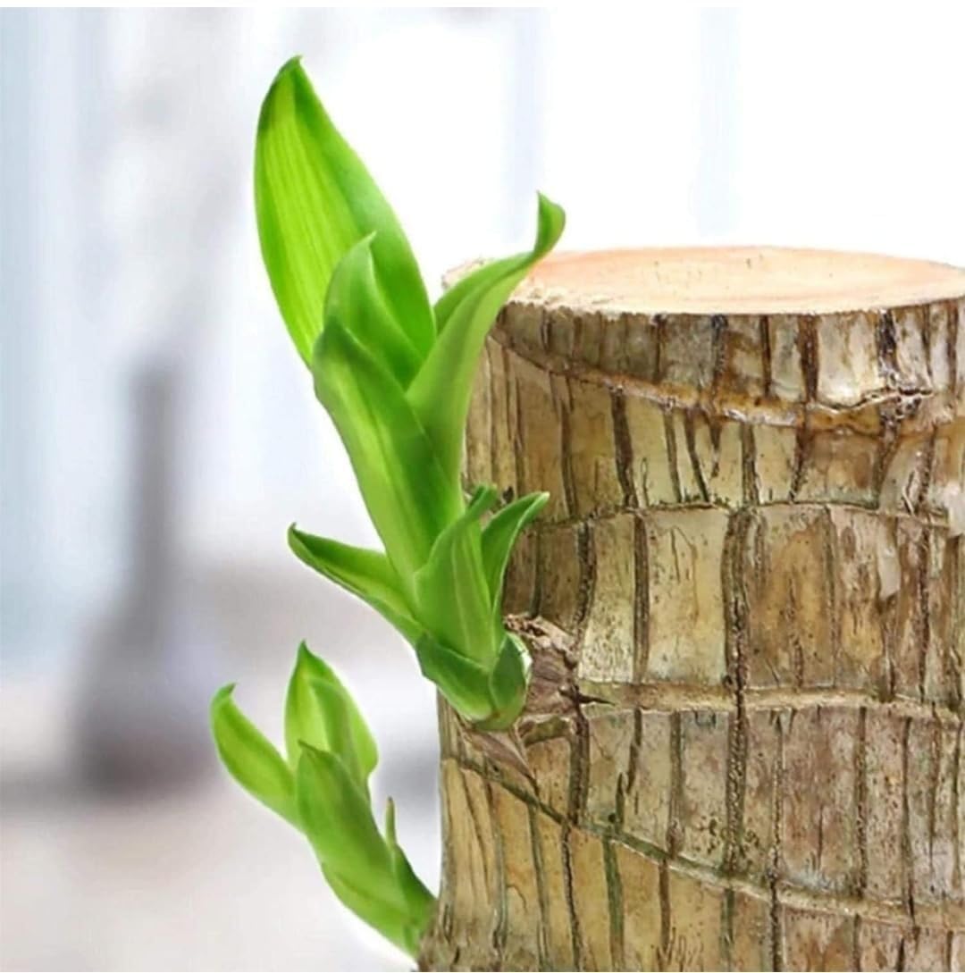 Lucky Wood Live Plant(pack of 1) | Air Purifying, Low Maintenance, Office & Bedroom Decor, Easy Care, Lucky Plant-image-24