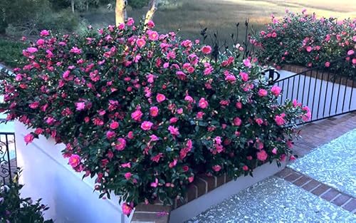 How to make bonsai from camellia nursery stock