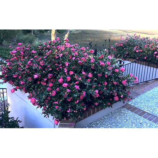Shishi Gashira Dwarf Camellia Plant