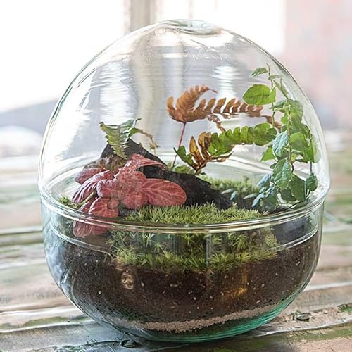 Glasgarten DIY Set „twischen Fiete“ (Pflanzenterrarium/Flaschengarten)