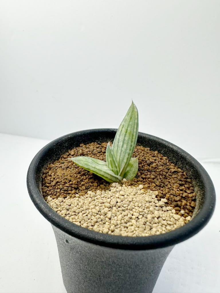 Amazon.co.jp: Aloe karasbergensis アロエ カラスベルゲンシス 実生