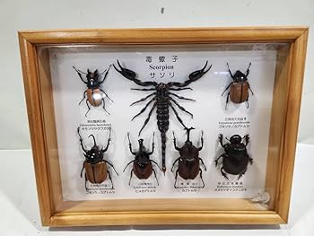 昆虫樹脂標本(12種)【サソリ・クワガタ・セミ・コオロギ・クモ・カメムシ他】 Amazon.co.jp: 【Re・Best】 1ヶ入 【 昆虫樹脂標本(12種