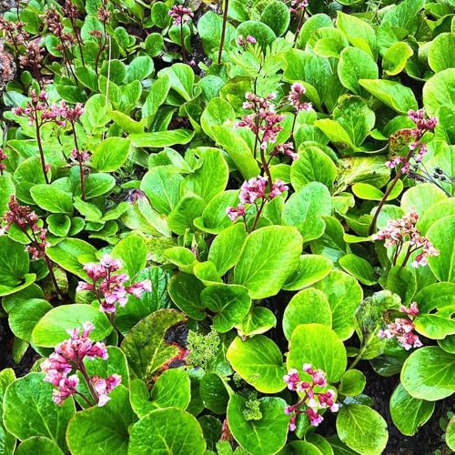 semi di bergenia, luoghi soleggiati di bergenia balcone giardino, perenni resistenti giardino 125pcs