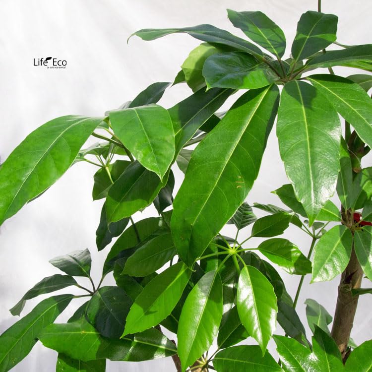 Amazon｜観葉植物 大型 シェフレラ・バッサイア（ブラッサイア