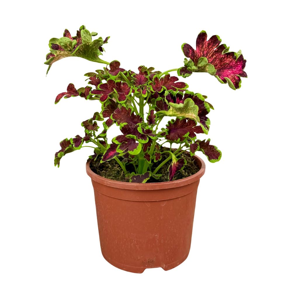 Coleus Mystical Rose 2L– Established Colourful Foliage Plant for Indoor Pots, Patio Containers, Shaded Borders, Window Boxes & Garden Displays
