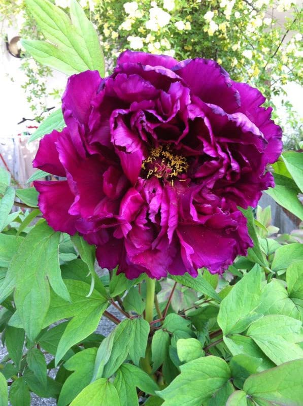 RITZ FARMING� Imported Rare Big Size Variety Mix Peonies, Peony Flower bulb Easy Growing For all Season Gardening In Home And Garden Pack Of 1 Flower bulb (B0B9T1H1CW) Amazon Price History, Amazon Price Tracker