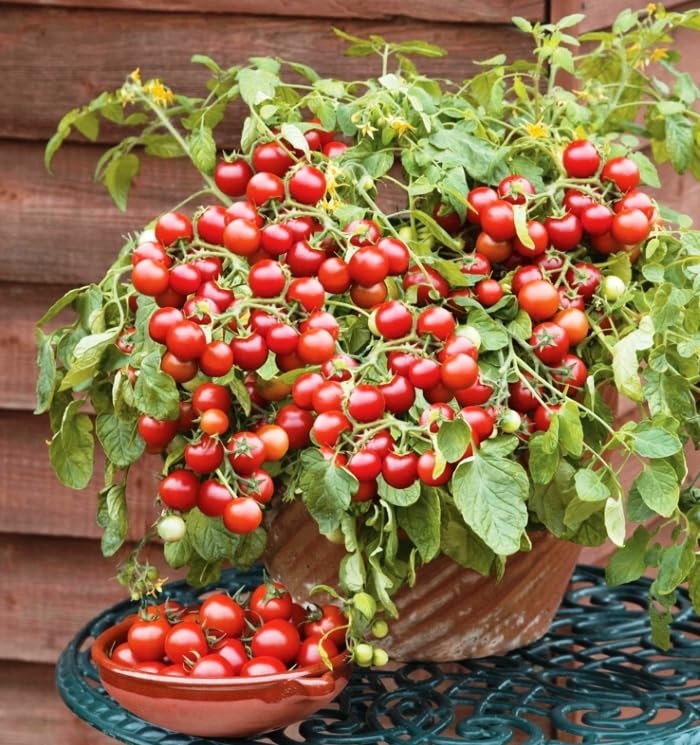 Amazon.com : 22Day Seeds: Seeds Red Indoor Dwarf Tomato Santa