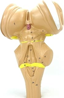 Study Model Anatomical Human Brain Model - Brain Stem Enlargement Model -Medical Human Brain Stem Model Brain Neuroanatomical Model - for Medical Educational Training Aid SaiFei
