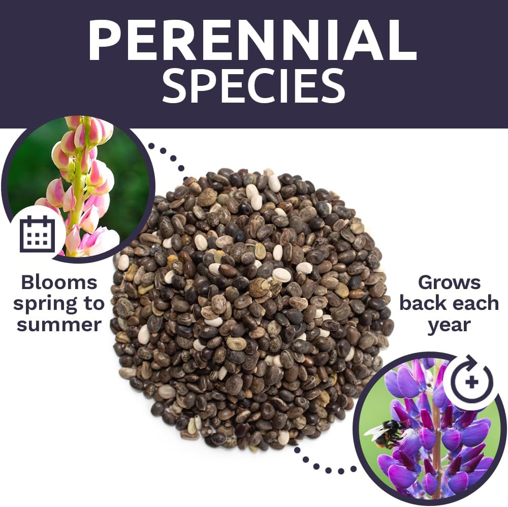 Russell Lupine Seeds – Bulk Quarter Pound Bag – Over 5,000 Open Pollinated Non-GMO Perennial Wildflower Seeds – Lupinus polyphyllus