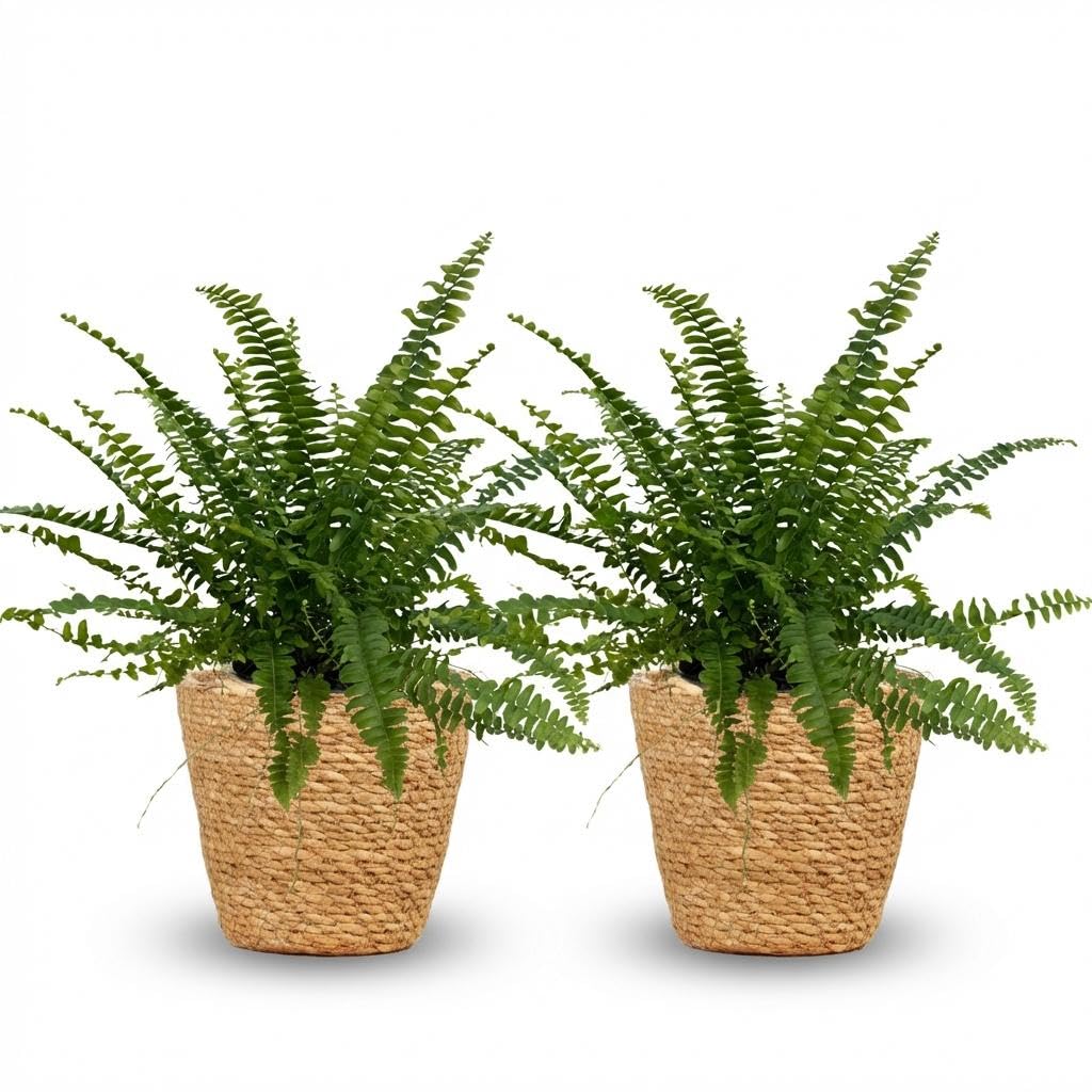 Nephrolepsis Exaltata Green Lady paproć – zestaw 2 roślin pokojowych w koszu, Ø 12 cm, wysokość 25 cm, przyjazna dla zwierząt domowych, oczyszczająca powietrze i łatwa w pielęgnacji, do salonu, biura