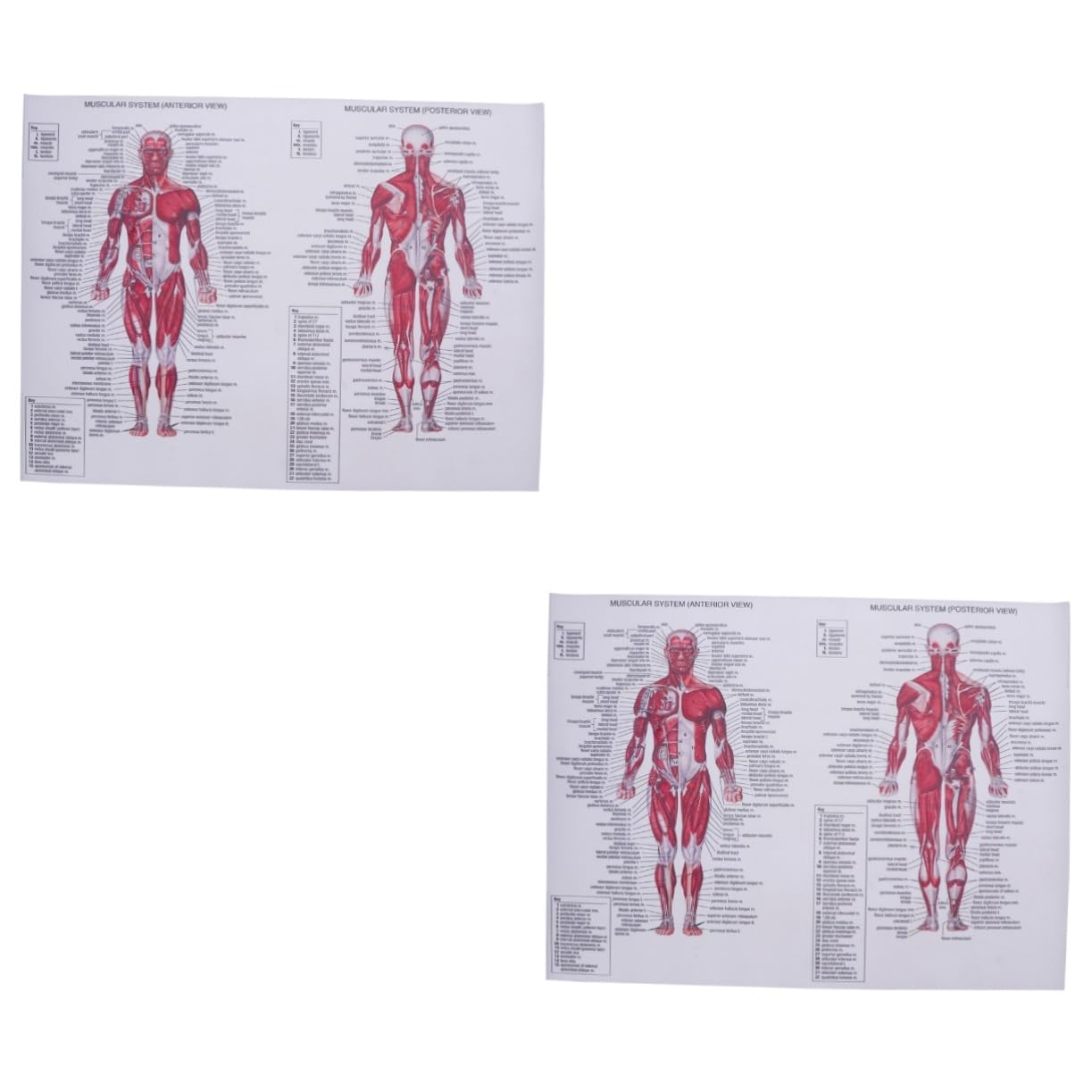 Mobestech 2pcs skeleton poster human body poster euphoria poster nervous system poster Anatomical Poster muscle system chart Muscular Anatomical Chart pleasure anatomy chart office