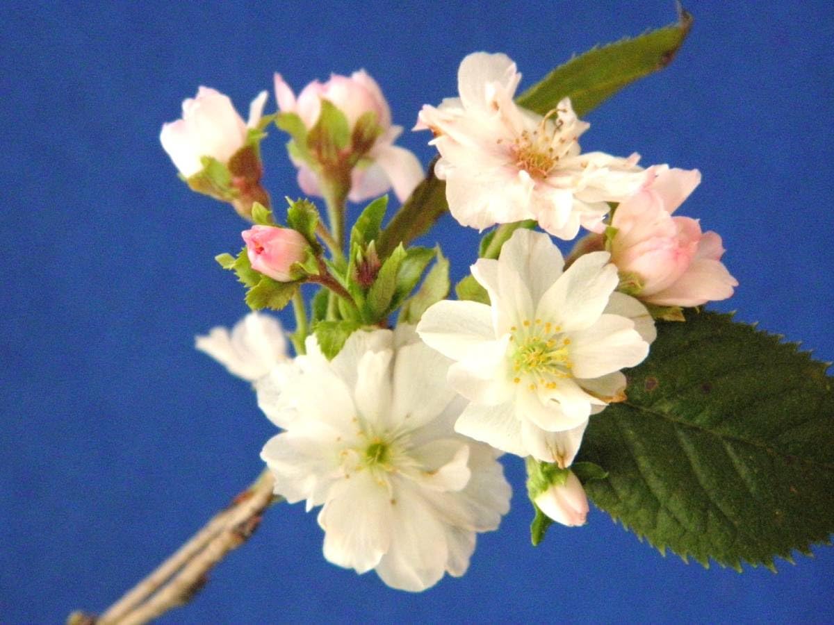 Amazon.co.jp: 春＆晩秋冬咲四季桜 小原八重 珍品花木山野草