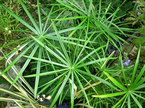 Dwarf Umbrella Palm - 1 Plants - 1 Feet Tall - Ship in 4" Pot