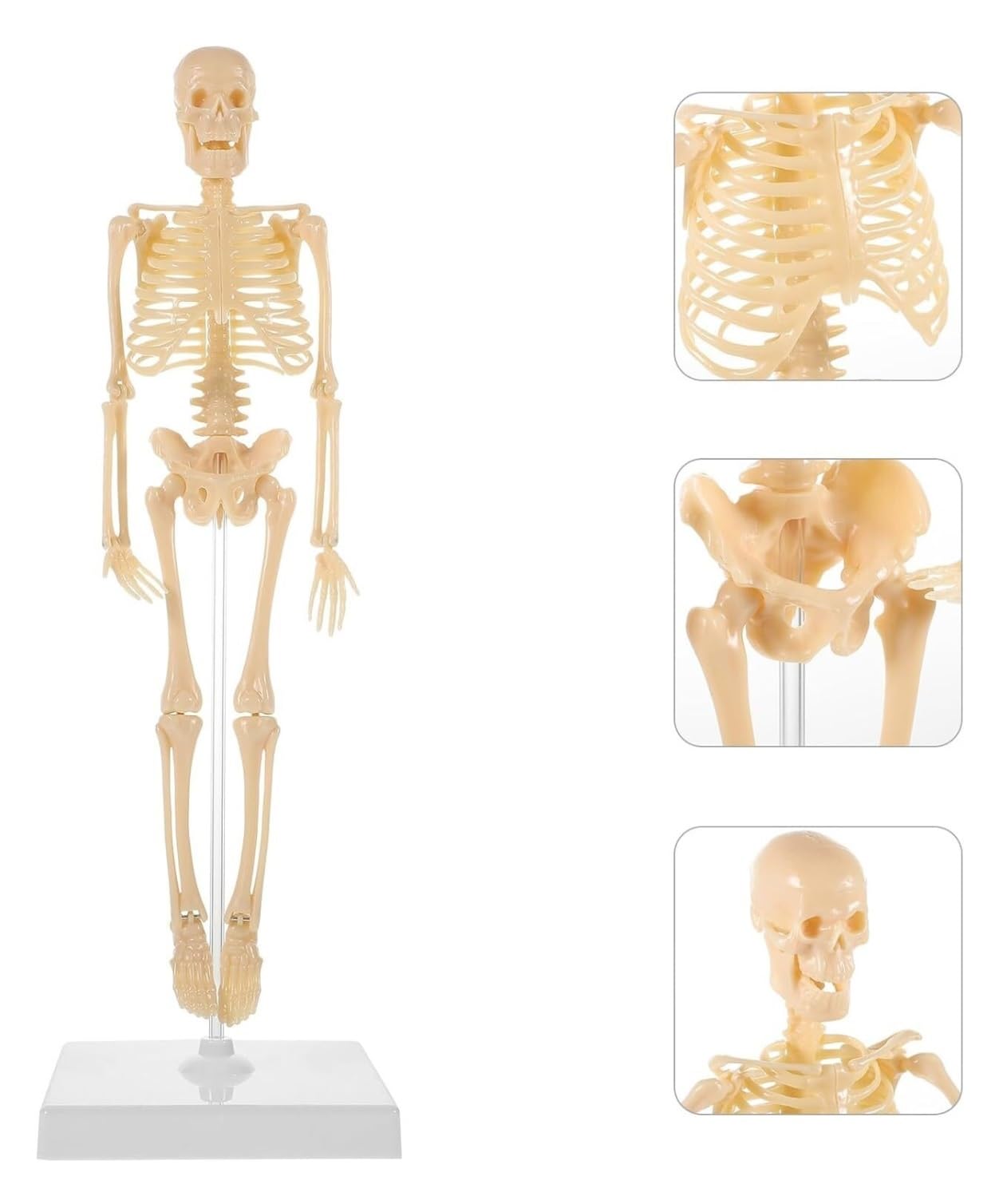 Model ludzkiego szkieletu do nauki anatomii, figurka edukacyjna do samodzielnego montażu z podstawą