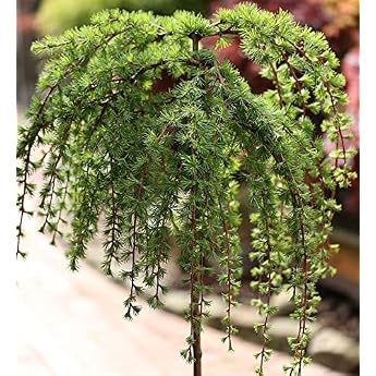 High Trunk Japanese Larch Stiff Weeper 100-125 cm - Larix Kaempferi - Living Garden Plant from Nurseries