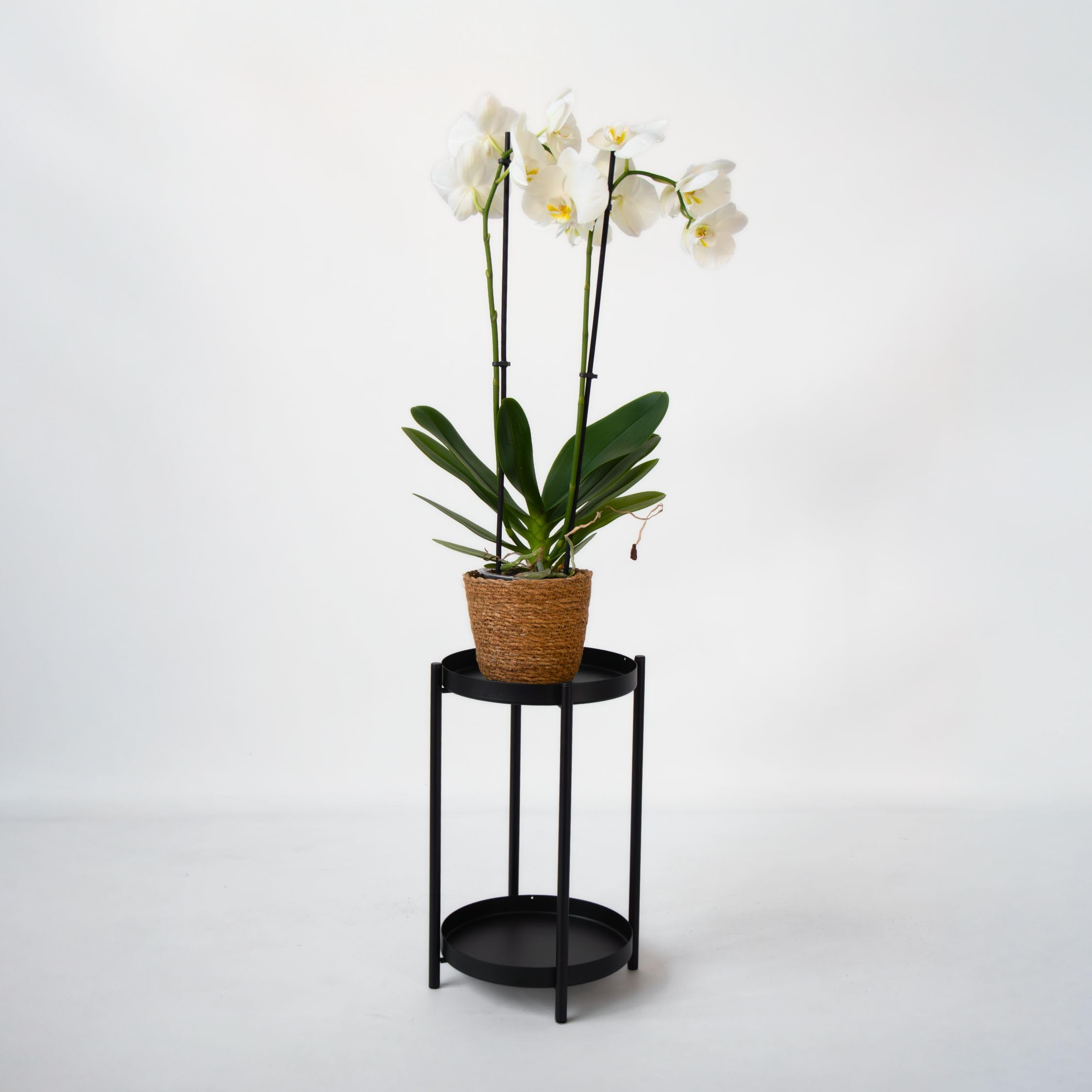 Plant in a Box - Orchidée papillon - Phalaenopsis dans panier décoratif - Hauteur 50-60cm - Pot 12cm - Plante d’intérieur fleurie - Adaptée aux chats