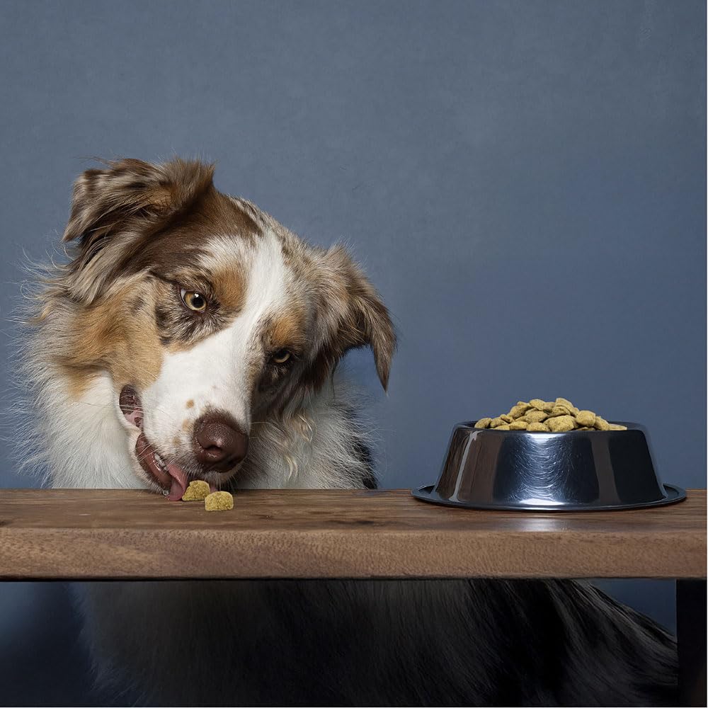 FORZA10 Dog Active Intestinal Colon FASE 2 | Agnello e Sorgo | Alimento Dietetico per Sensibilità Intestinale | Cibo Secco per Cani | Sacco da 10 Kg