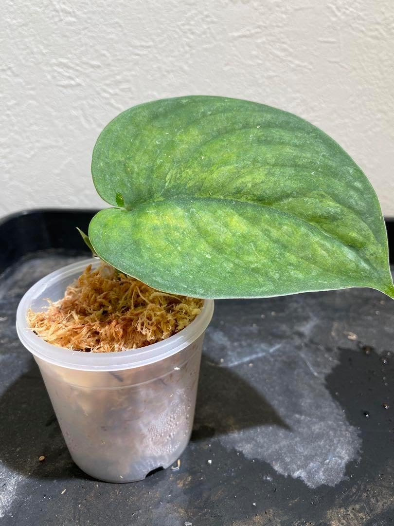 スキンダプサス アンバー k*n様 【極上斑】スキンダプサス