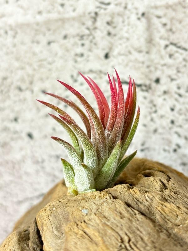 Amazon.co.jp: Frontier Plants 現品チランジア マヤントーテムポール