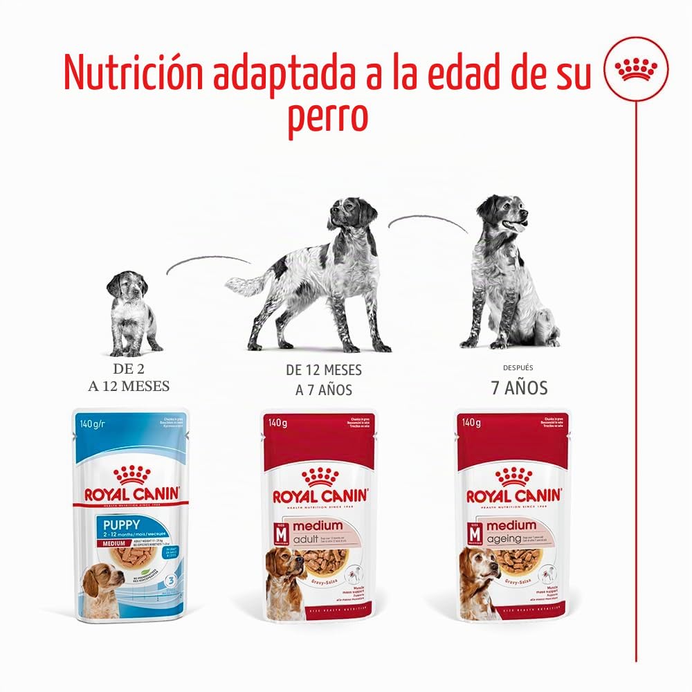 Royal Canin Medium Adult | 10 x 140 g | Alimento completo para perros adultos medianos de 11 a 25 kg | De 12 meses a 10 años