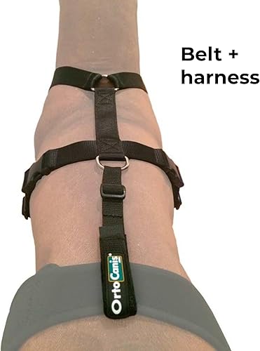 Miniatura 2 de Ortocanis - Cinturón de sujeción de rodillera para perro - Evita el deslizamiento - Mejora la estabilidad y la recuperación - Tamaño Arnés + Correa