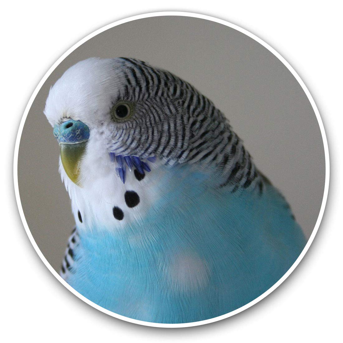 Destination Vinyl Ltd Blue Budgie Bird Birds 14623 Vinyl Stickers (Set Of 2) 15Cm - Blue Budgie Bird Birds Laptop Tablet Luggage Scrapbook #14623