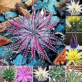  Haloppe 100 Stück Aloe Vera Pflanzen Samen für die Bepflanzung des Hausgartens, seltene Aloe Vera Samen Sukkulenten Kräuter Balkon Garten Topf Bonsai Pflanze Aloe-Vera-Samen