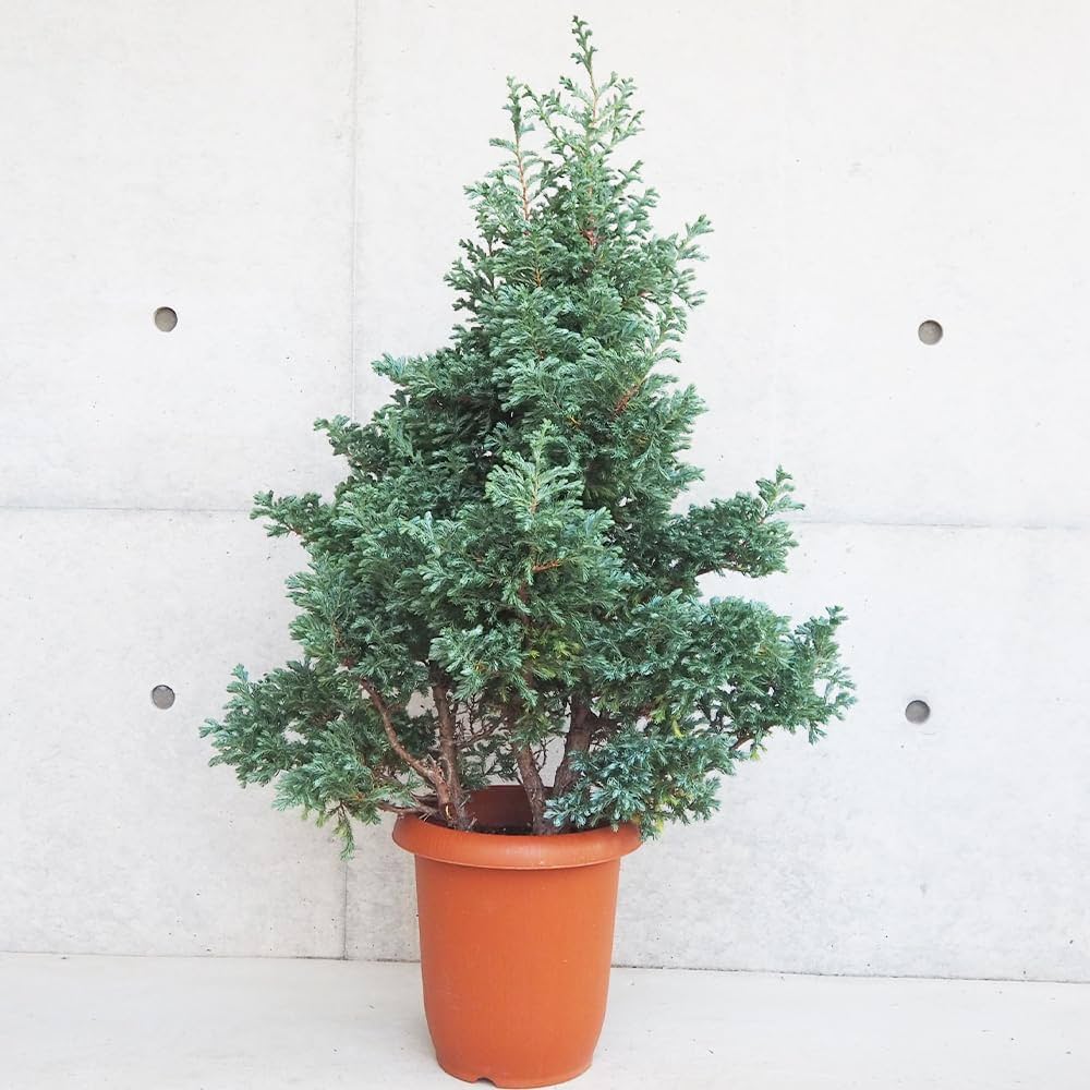 庭木 ボールバード シンボルツリー クリ マススツリー コニファー