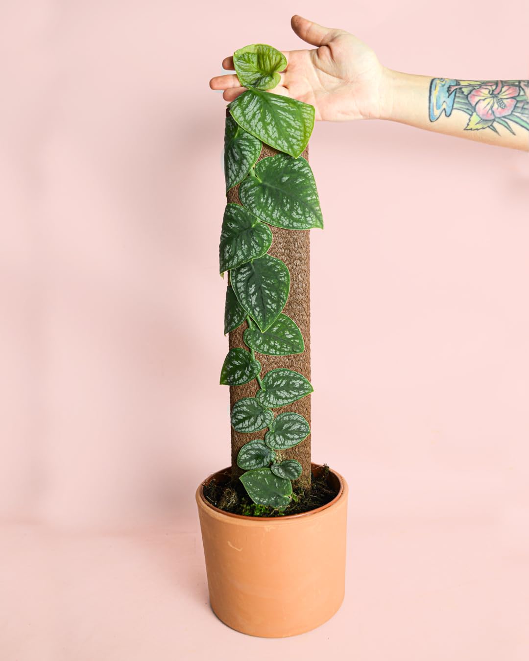 PUR PLANT Monstera dubia | Planta natural de interior premium | Maceta de Ø14 cm | Trepadora exótica y elegante