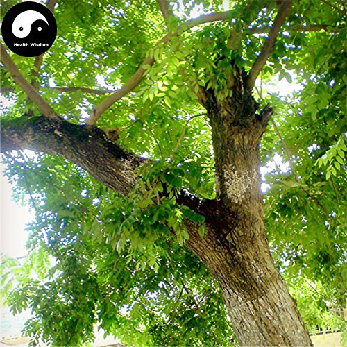 Buy Rare Scented Rosewood Tree Seeds 160pcs Plant Dalbergia Odorifera Huang Tan