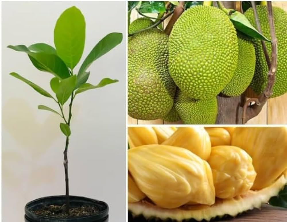 Indian Jackfruit plant live/Kathal plant live for planting (grafted live live plant) 1.5-2.5 feet hight 1 PCS-image-46