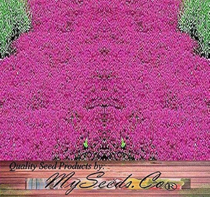 Thyme  61wKDT3GiYL._UF350,350_QL50_.jpg