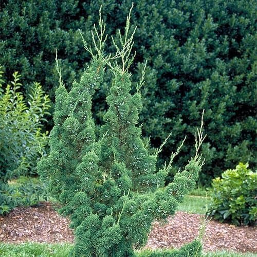 Amazon.com : Robusta Green Juniper | 1 Extra Large Trade 3 Gallon