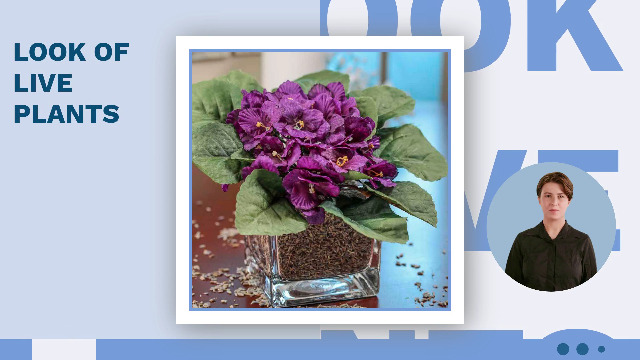 Amazon.com: Factory Direct Craft Lavender Purple African Violet