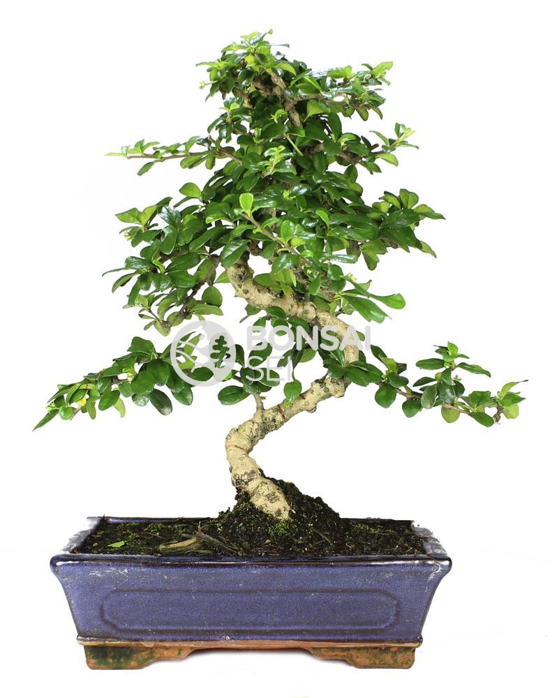 BonsaiGranada | Bonsai - Carmona, 10 Años (Bonsai Sei - Carmona Microphylla)