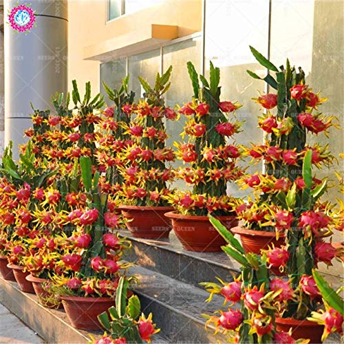 ShopMeeko GRAINES: 2015 New Rare 50pcs Purple Dragon Fruit Pitaya - Hylo costarnsis - Antioxidant Cover