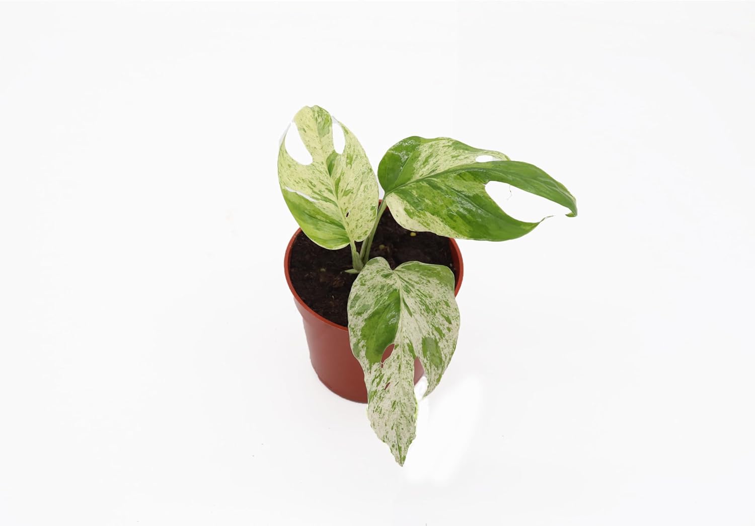 Epipremnum Marble - 4" from California Tropicals