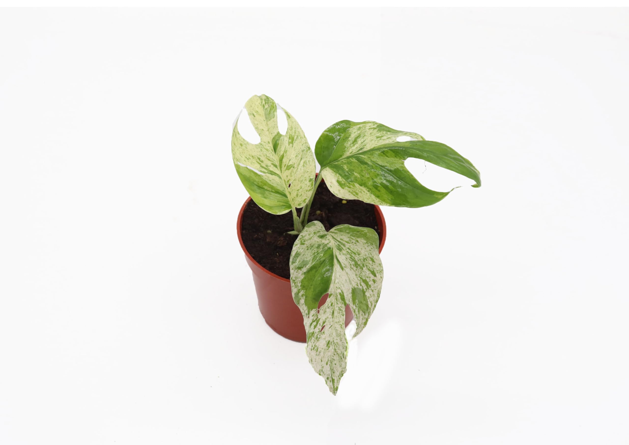 Epipremnum Marble - 4