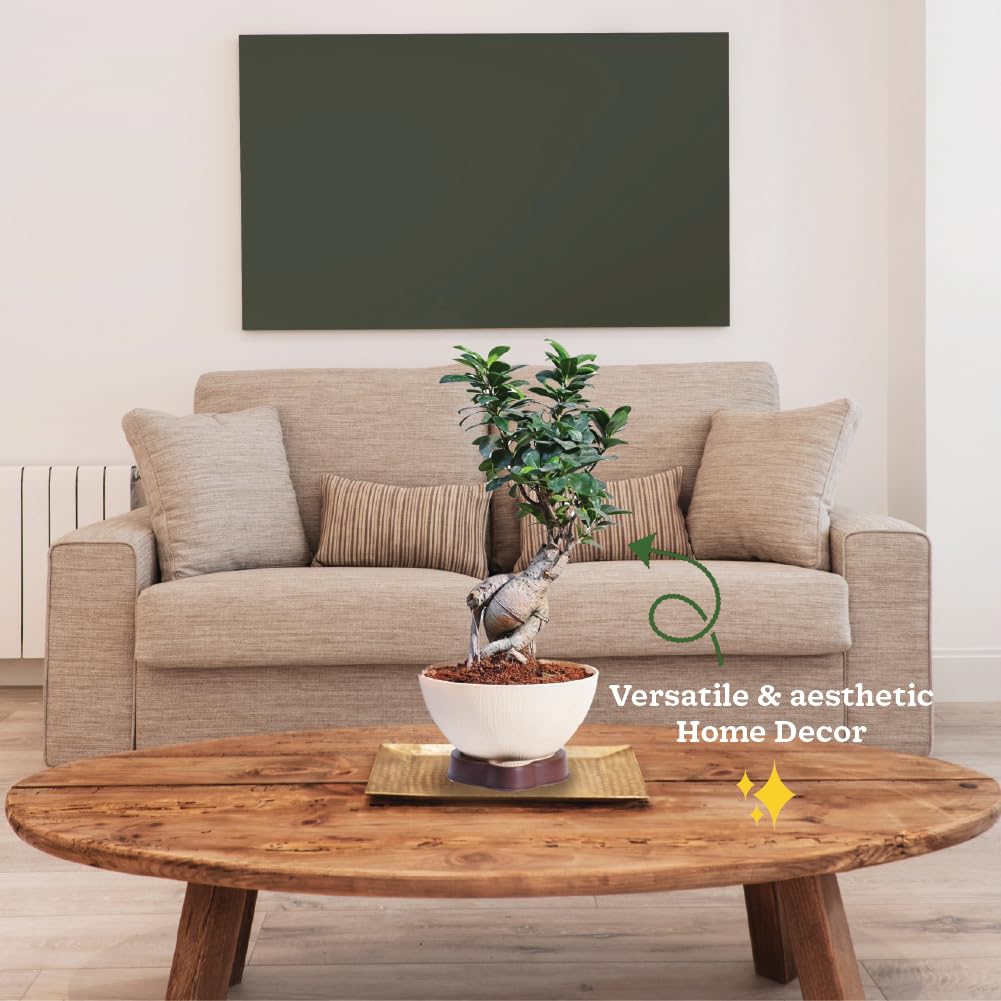 Ugaoo Ficus Bonsai Live Plant For Home Indoor With ARA-20 Self Watering Pot - Image 6 thumbnail