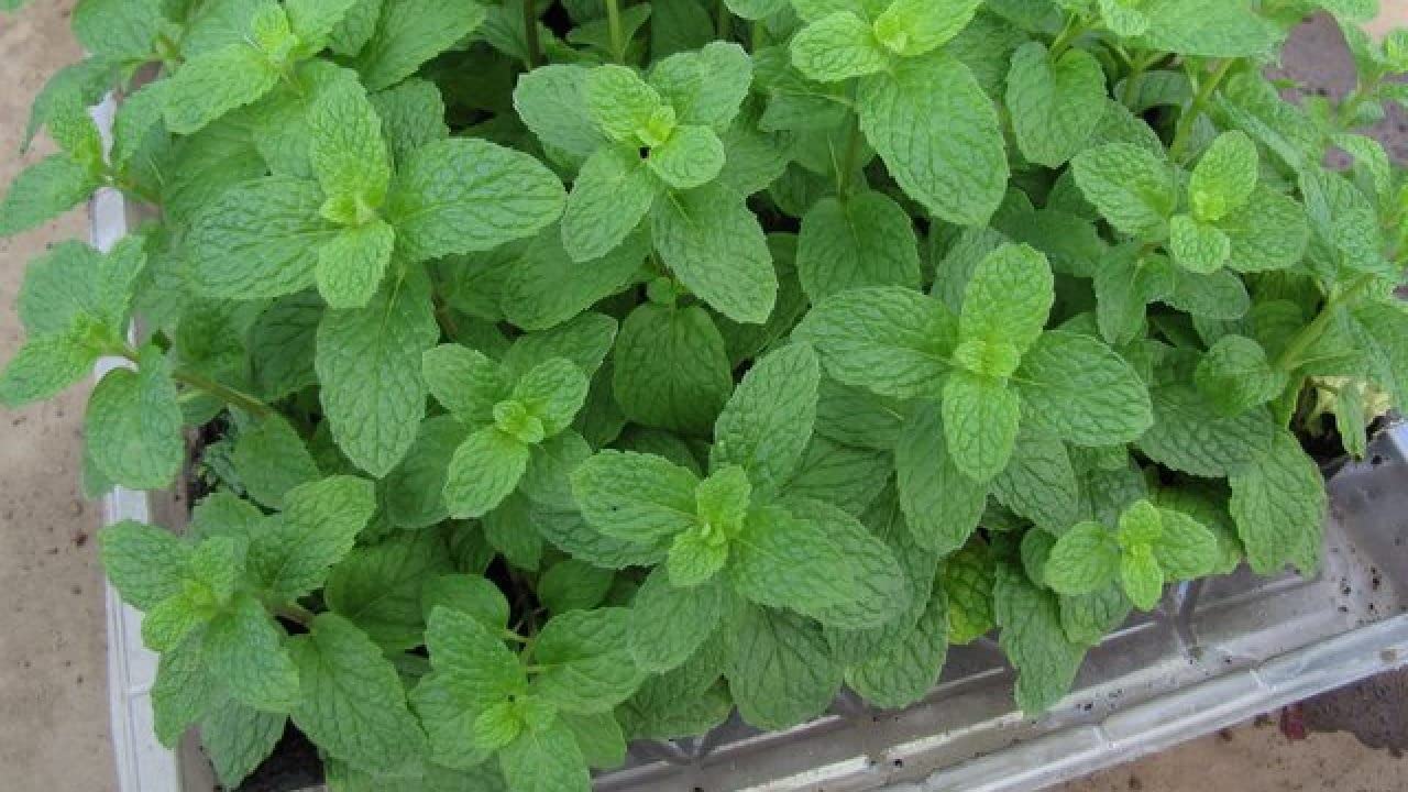 Pudina Vegetable_Pack of 15 seeds (B0BLD4ZMCG) Amazon Price History, Amazon Price Tracker