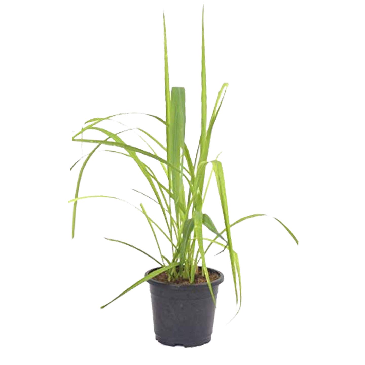 See full amazon price history chart for Go4plants Lemon Grass Citronella Grass Herb Medicinal Plant With Pot Go4plants Lemon Grass Citronella Grass Herb Medicinal Plant With Pot (B0B2DZ5RLY) Amazon Price History, Amazon Price Tracker