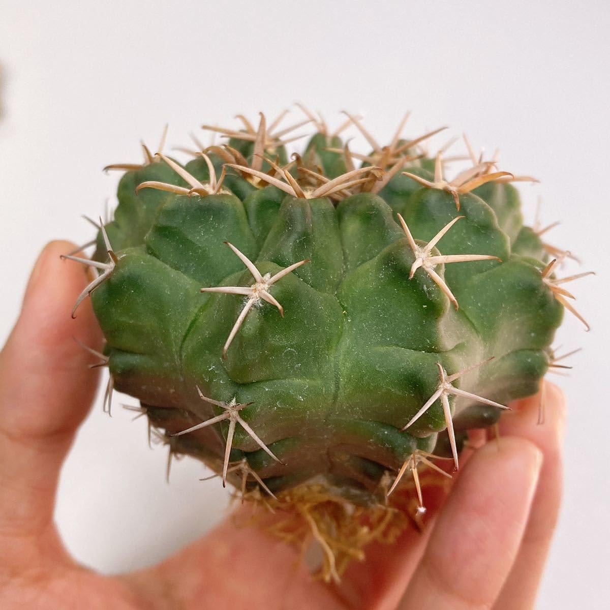 メガタエ　ギムノカリキウム属　直径約11cm 抜き苗　大苗　子株付き ギムノカリキウム メガタエ | 叢 – くさむら – Qusamura