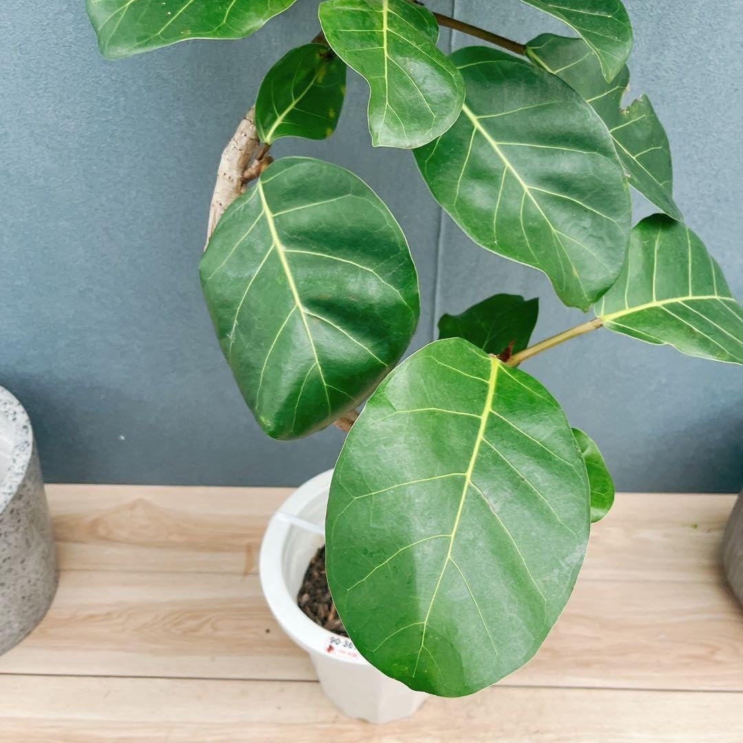 Amazon.co.jp: 10番 フィカス アフリカンプリンス 8号 観葉植物 室内