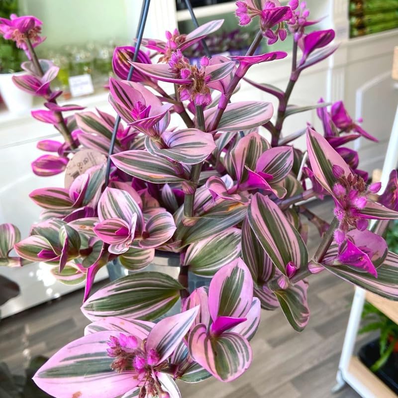 Miniatura 5 de Tradescantia Planta Nanouk, planta viva judía errante rosa, planta viva en pulgadas para plantar, maceta de 4 inc, planta judía errante, planta viva