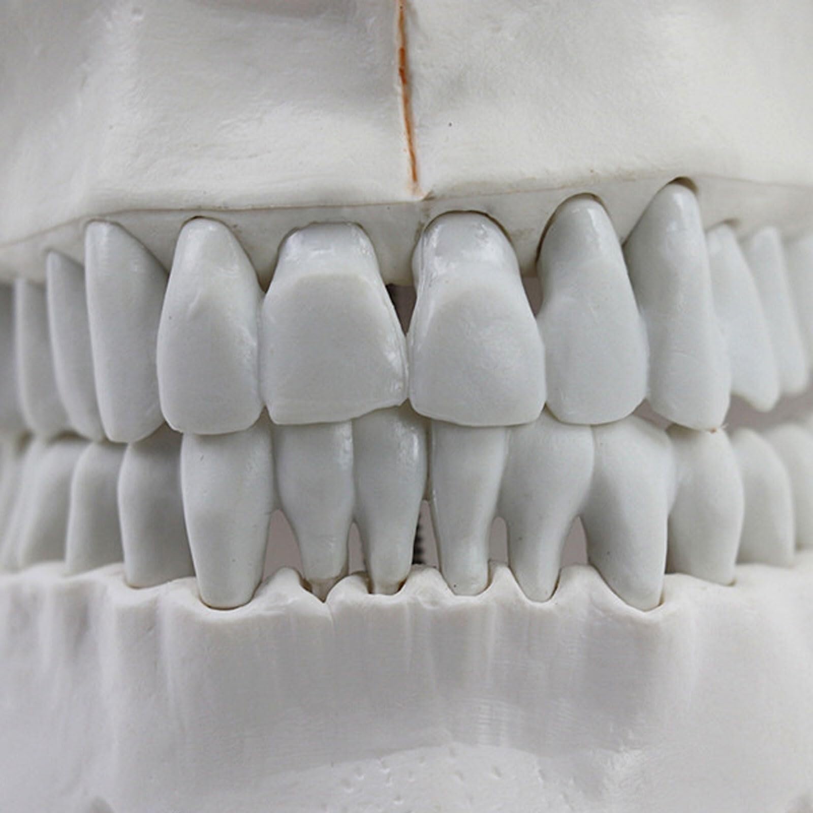 Modello anatomico Umano, Modello anatomico del Cranio Medico, Modello anatomico Umano, Modello anatomico della Testa dello Scheletro, Forniture per Lo Studio, Strumento didattico per l'odontoiatria.