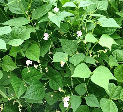 Generic White Tepary Bean Seeds