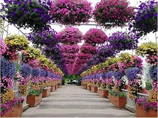 100 Seed Pieces of The Petunia Rare Perennial Petunia Ornamental Seeds of The Domestic Garden of Seeds of seedss in Bonsai red Flower Pot: Only Seeds