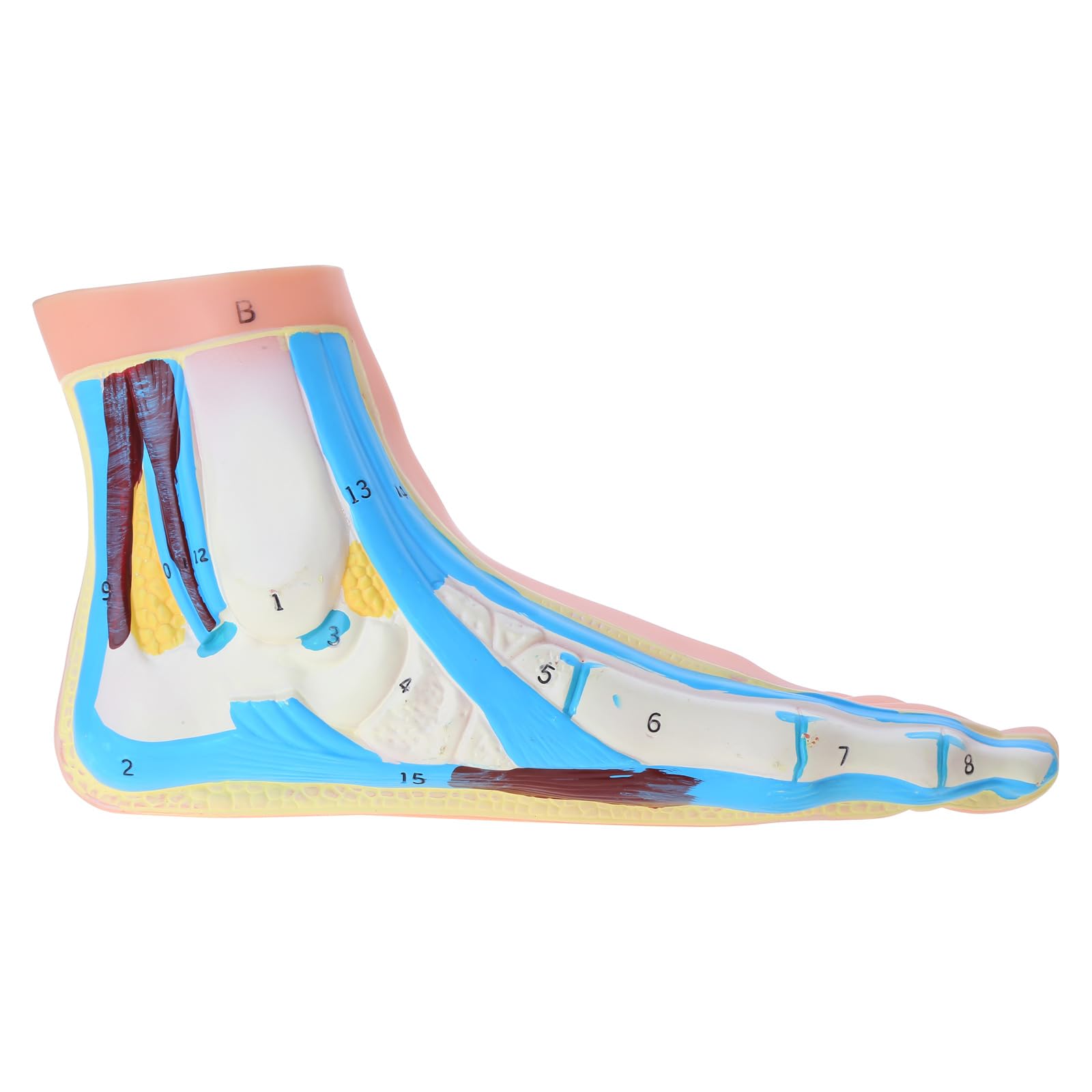 oringnat Foot Anatomical Model, Including, Muscles, Ligaments, Human Foot Anatomy Model Teaching with Digital Signs