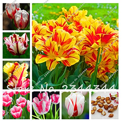mixed 2 bulbs True tulip bulbs,tulip flower,(not tulip seeds),Flowers