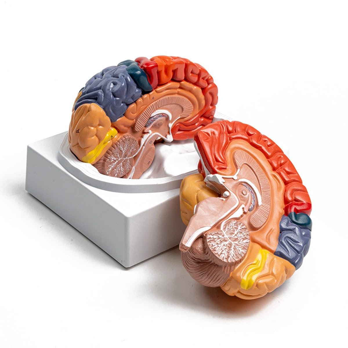 Bananaww Human Brain Anatomy Model 2 Parts Life Size, Color-Coded Brain Model, Anatomically Accurate Human Brain Model for Medical Teaching, Neuroscience Study Classroom Display
